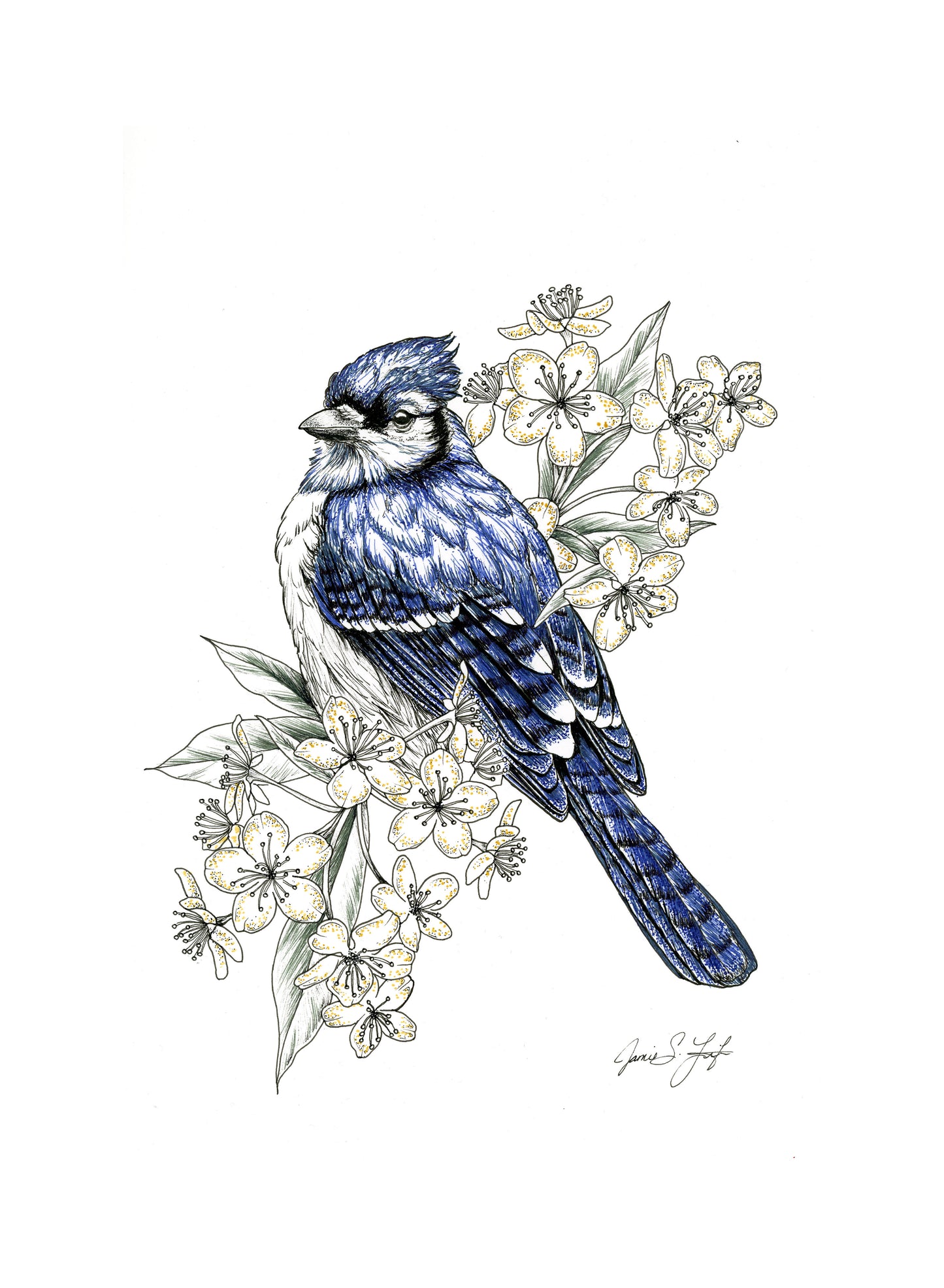 Blue Jay Drawing 